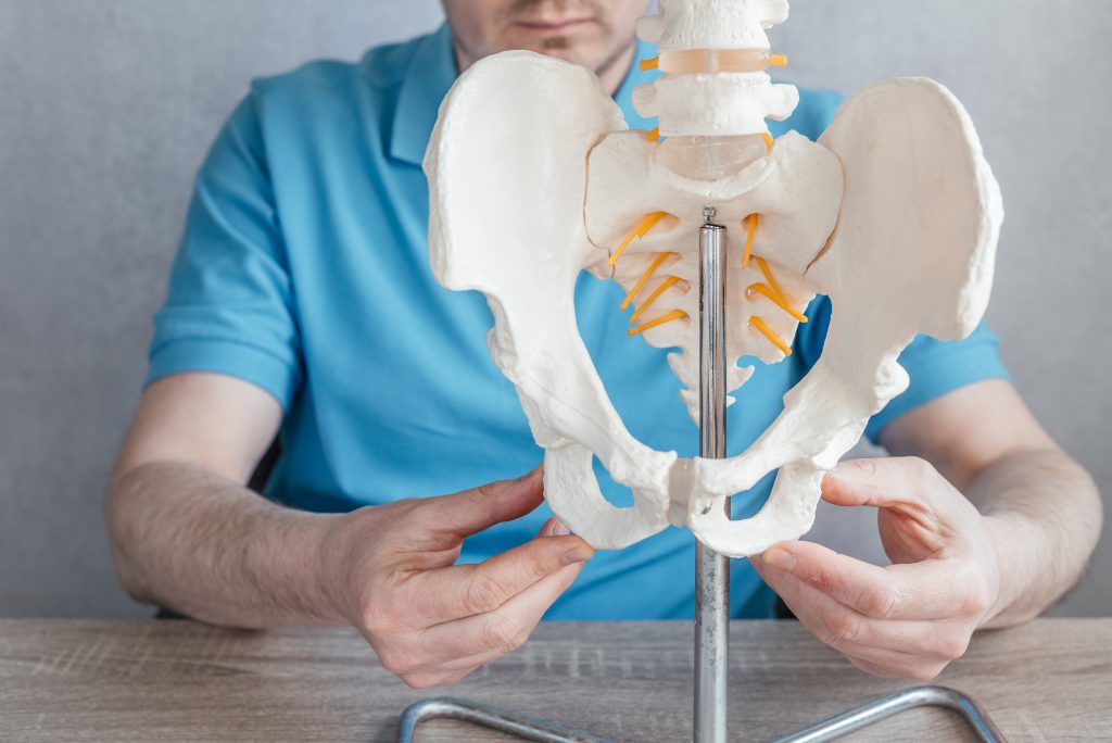 close up male doctor s hand showing ischial tuberosity sits bones skeleton spine model